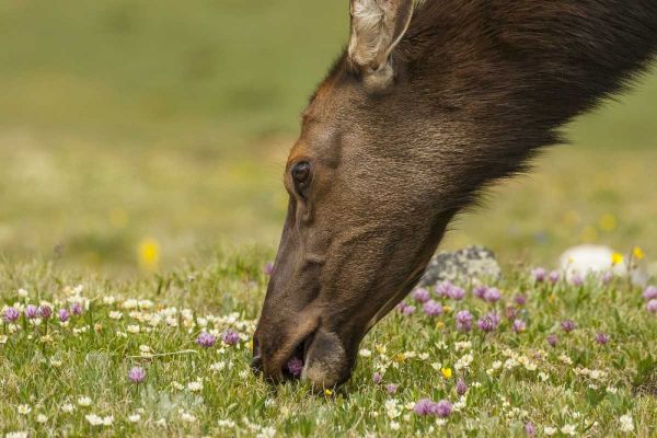 Colorado, Rocky Mountains Elk cow eating flowers